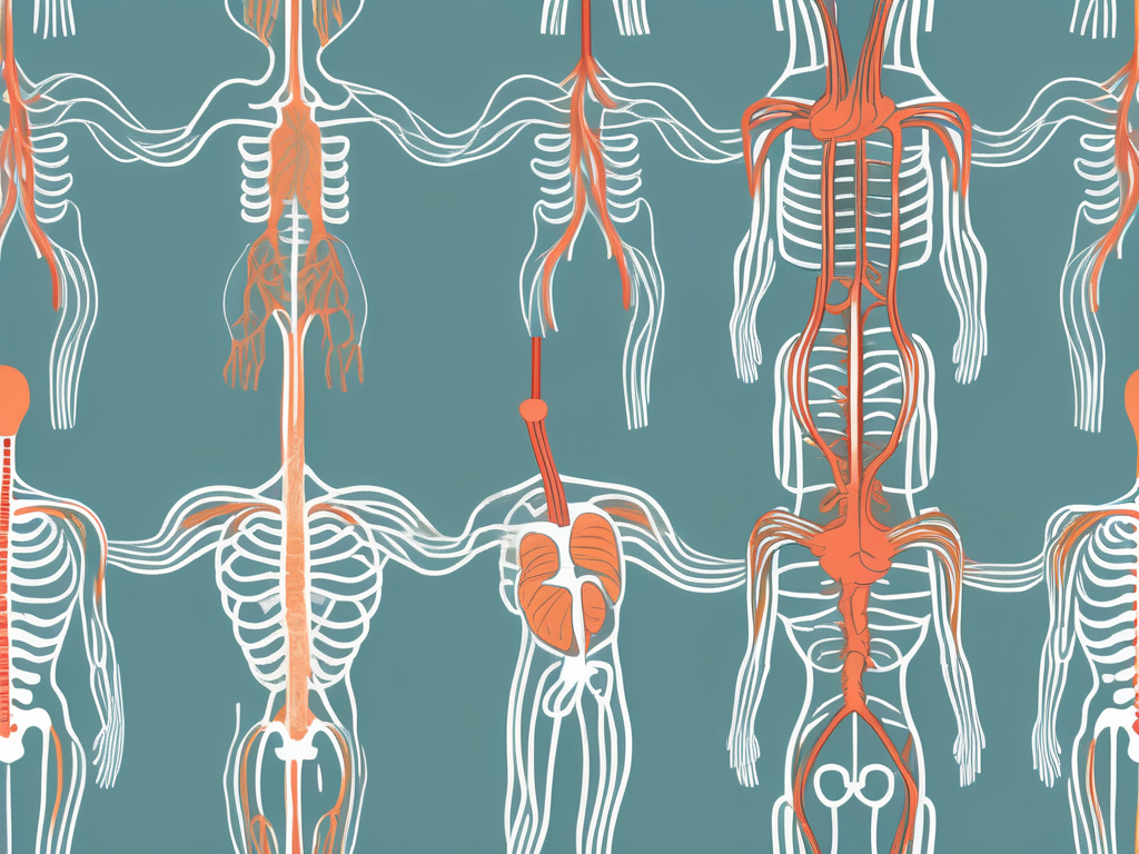 The human nervous system